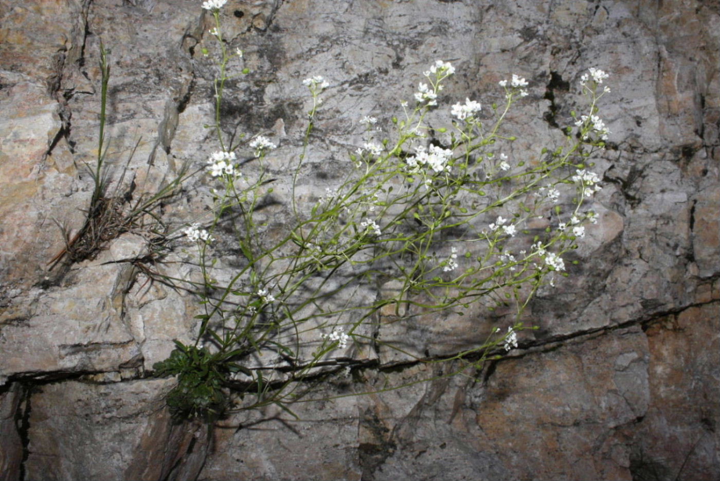 Kernera saxatilis  / Coclearia delle rupi